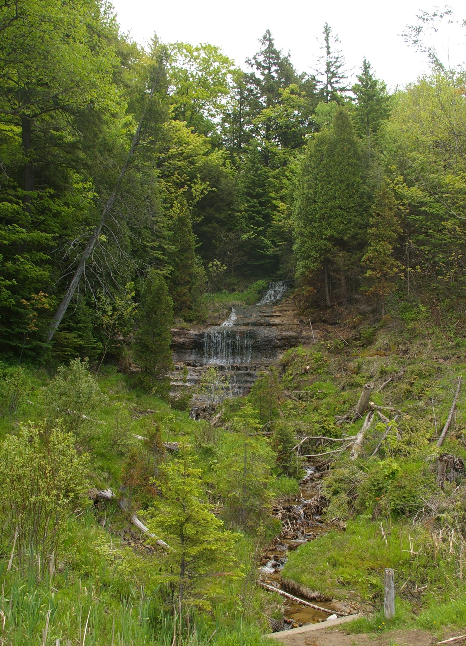 Alger Falls cascading in tiers down a wooded hillside, with a small stream winding through young evergreens in the foreground