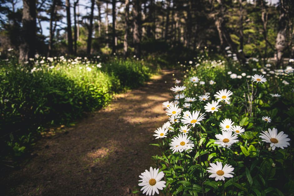 Featured image for “Best Wildflower Hikes in the Upper Peninsula for Spring 2026”