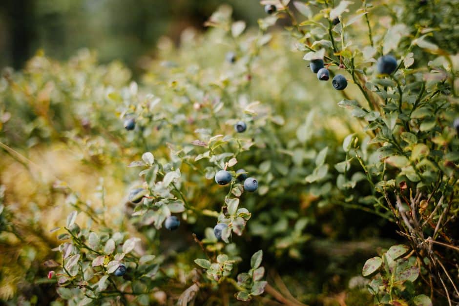 Featured image for “Pick Wild Blueberries Upper Peninsula: Top Spots & Foraging Tips”